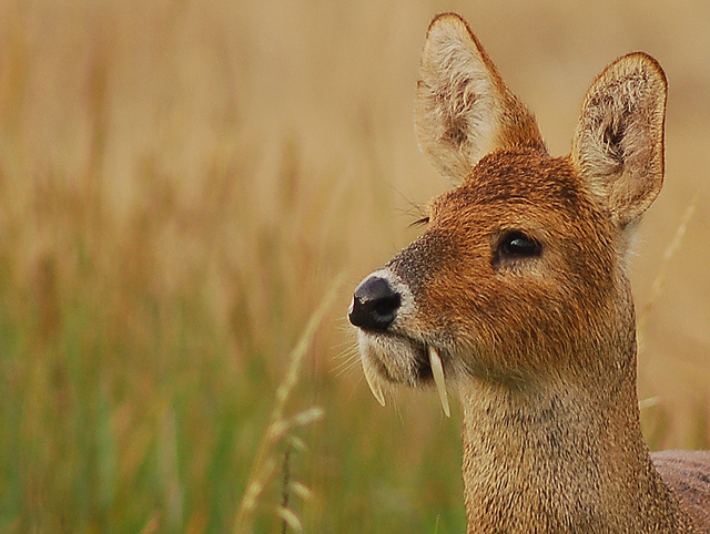Close-up of water deer with visible tusks.